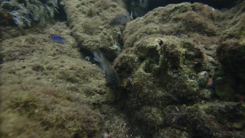 Fish swim in the water