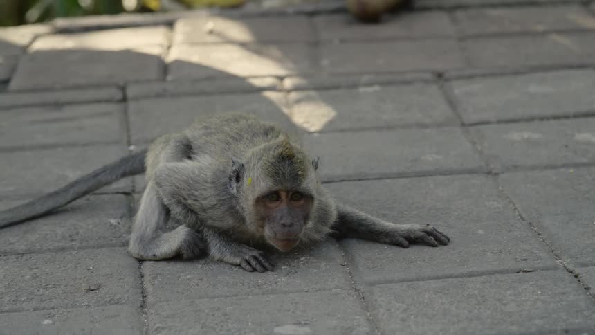 A monkey laying down on the pavement