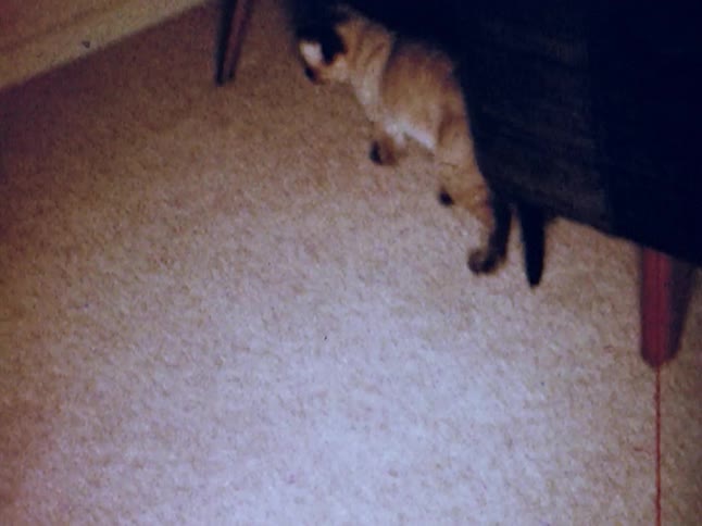 A cat is walking back and forth on some carpeting