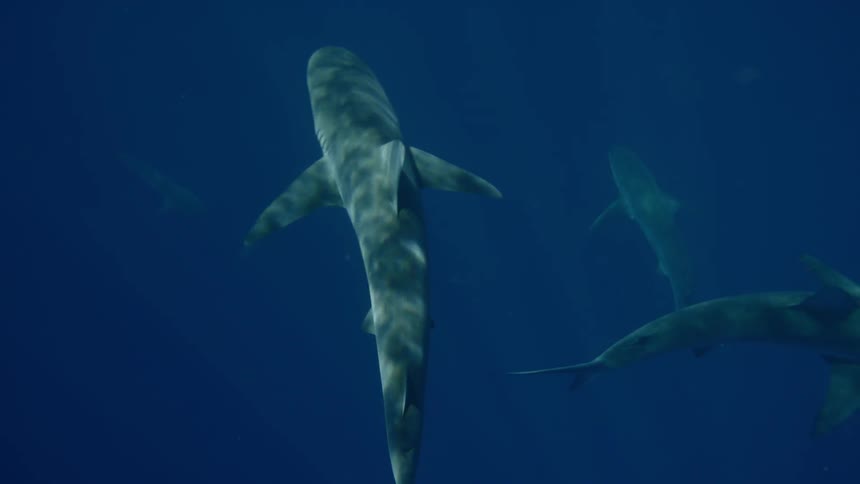 A group of sharks in deep blue water