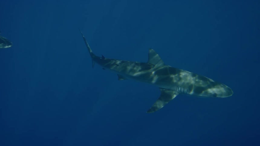Underwater footage of sharks swimming through clear ocean waters