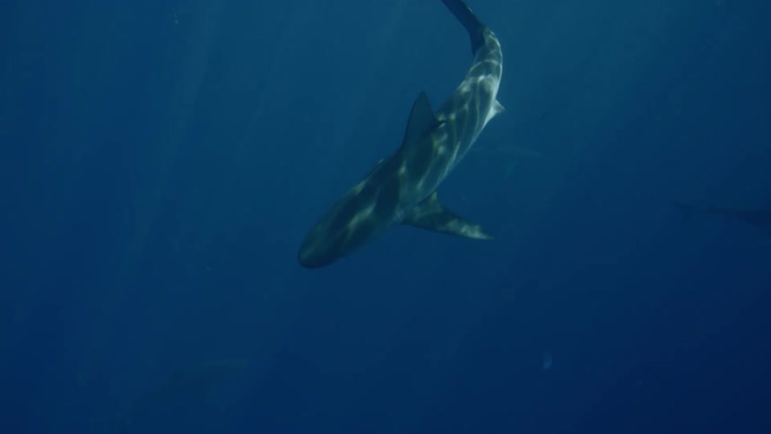 Shark swims through blue ocean