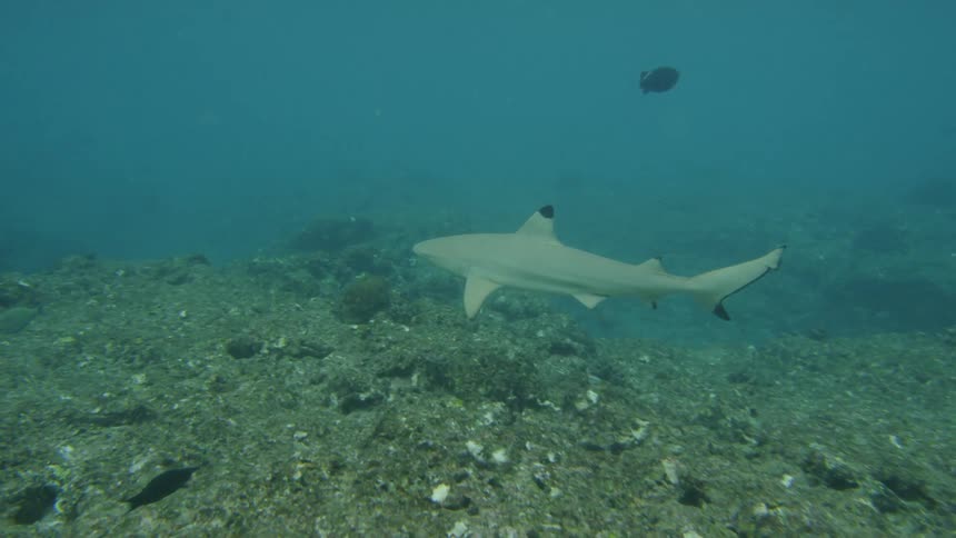 Underwater footage of fish swimming