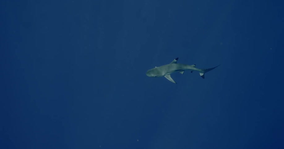 A shark swimming through deep blue water