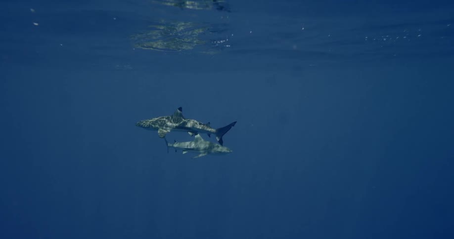 Sharks swimming in the water