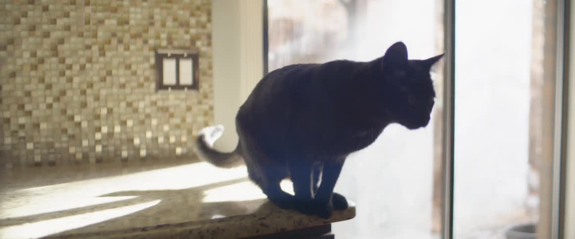 Black cat jumping off a kitchen countertop in house