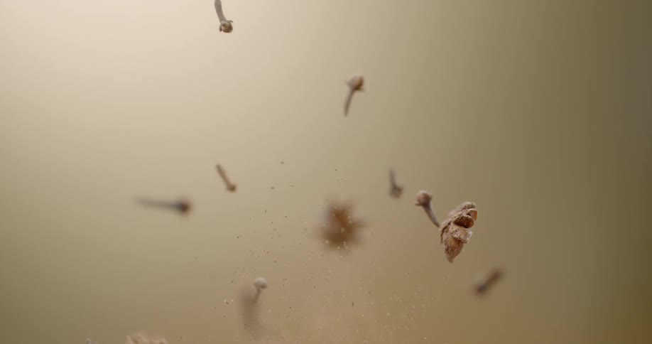 Clove star anise cinnamon and other spices being tossed into the air