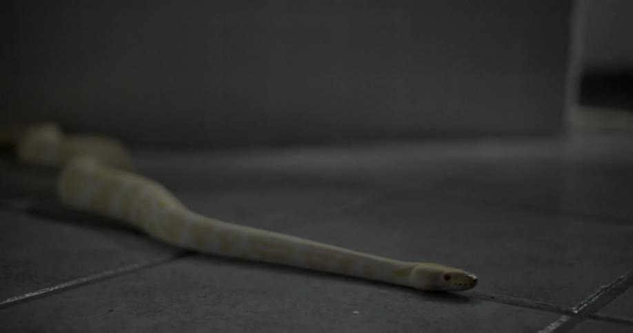 White snake slithering on tile flooring