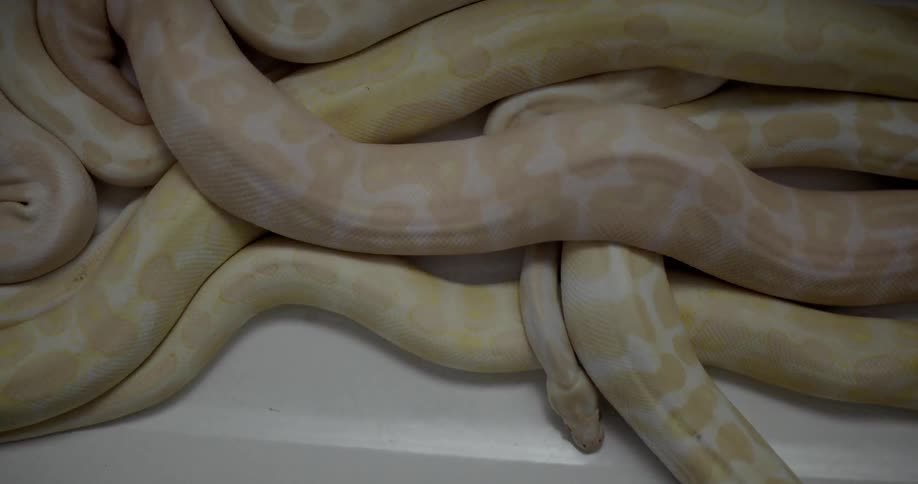 Pale skinned subtle patterned constrictor snakes lie in a pile