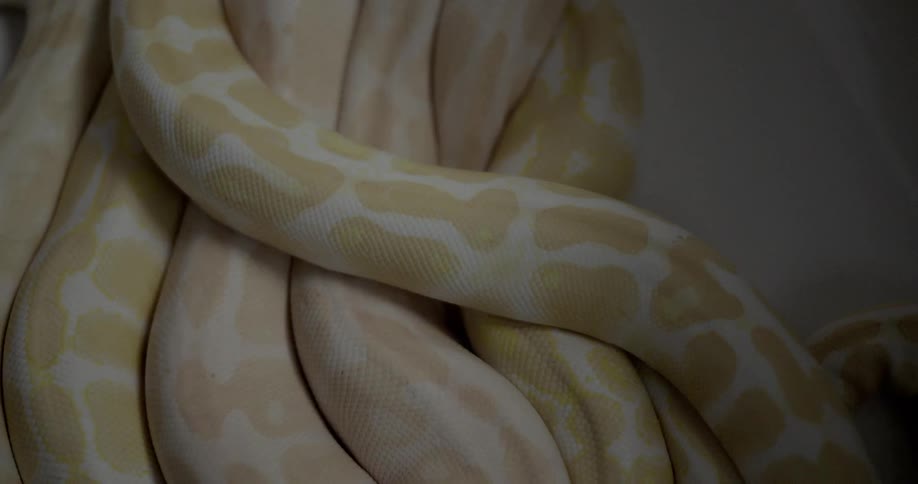 Close up of snakes bodies slowly moving over each other