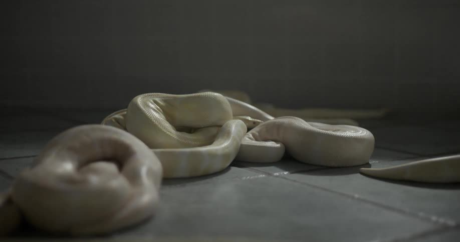 A group of pale yellow snakes on a tiled surface