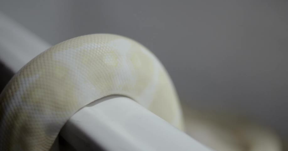 White snake with yellow spots slithering over a banister
