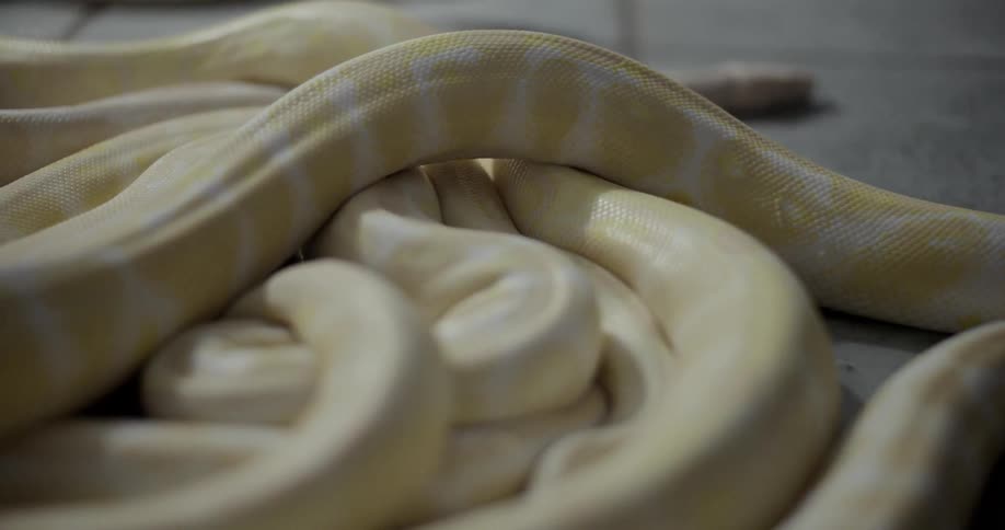 Pale patterned snakes crawl over each other