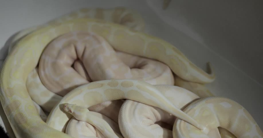 Light colored snakes slither while in a pile