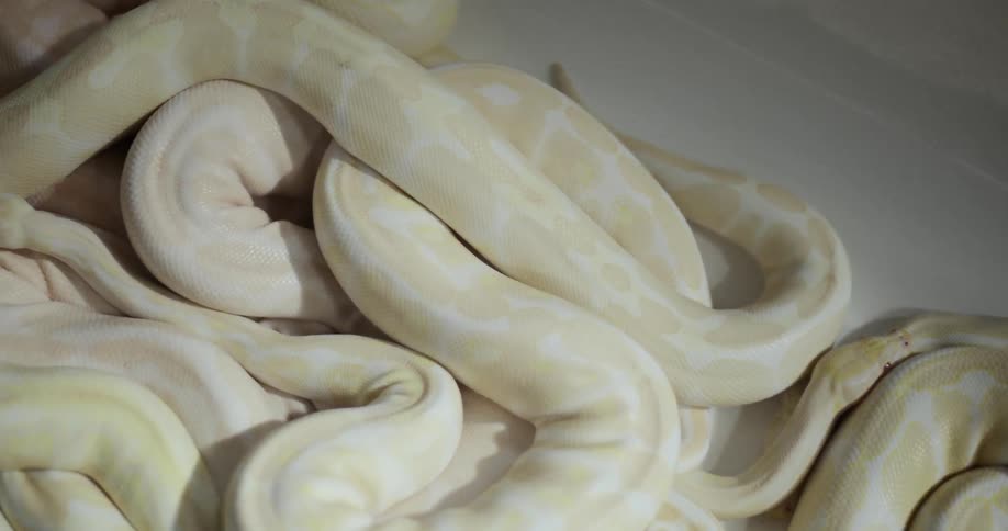A pile of yellow white snakes lie in a bathtub