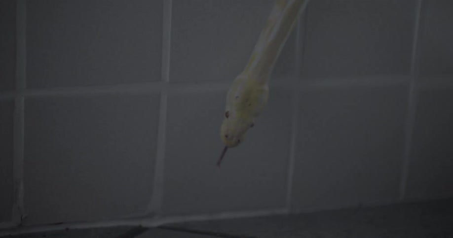 A snake slithers over the edge of a bathtub
