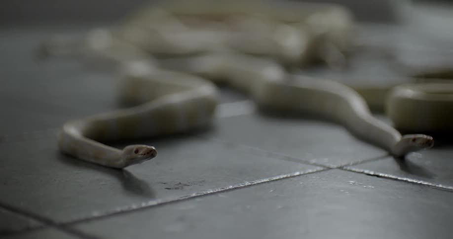 A group of albino snakes wriggle and crawl across a tile floor