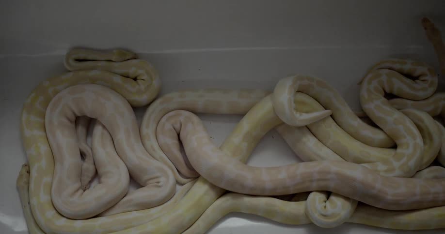 Snakes slither on top of one another