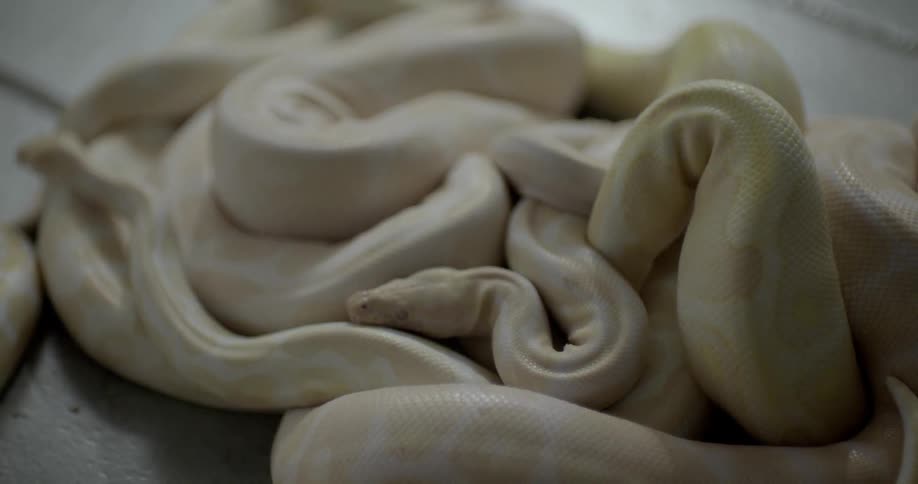 Two albino granite burmese pythons are intertwined together on a concrete floor