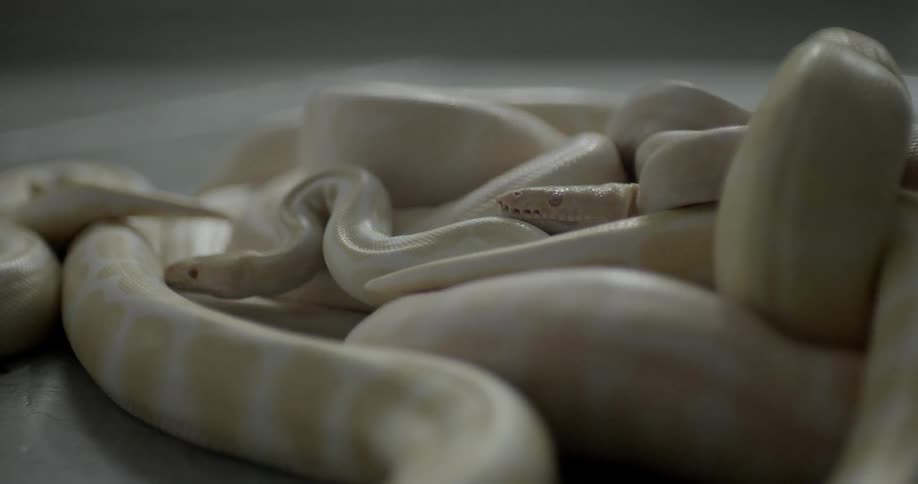 Several yellow and albino snakes twisted and tangled together