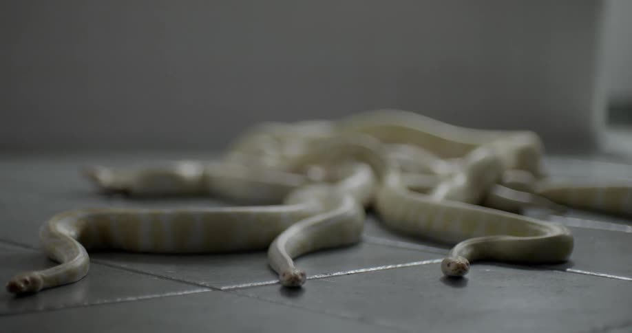 Snakes crawling on tiled floor