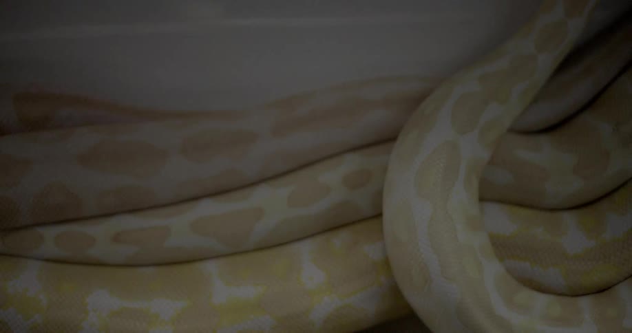 Snakes slithering together