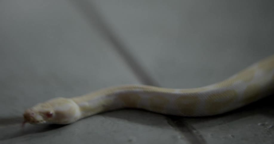 A white and yellow snake slowly slithers across a tile covered floor