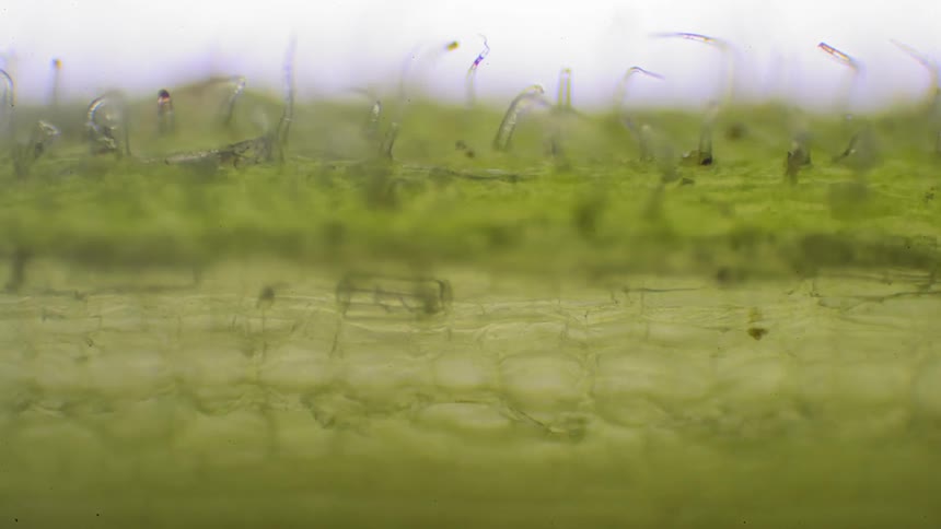 Cells of a plant shrink due to lack of water