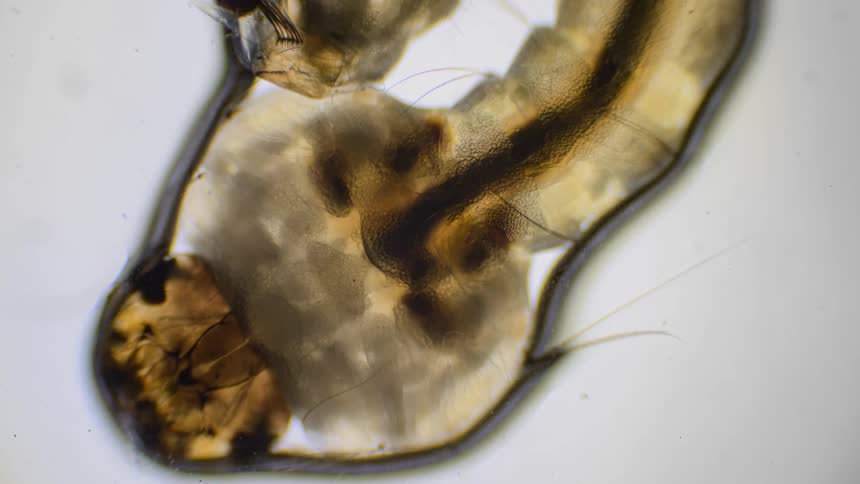 Magnified interior of animal