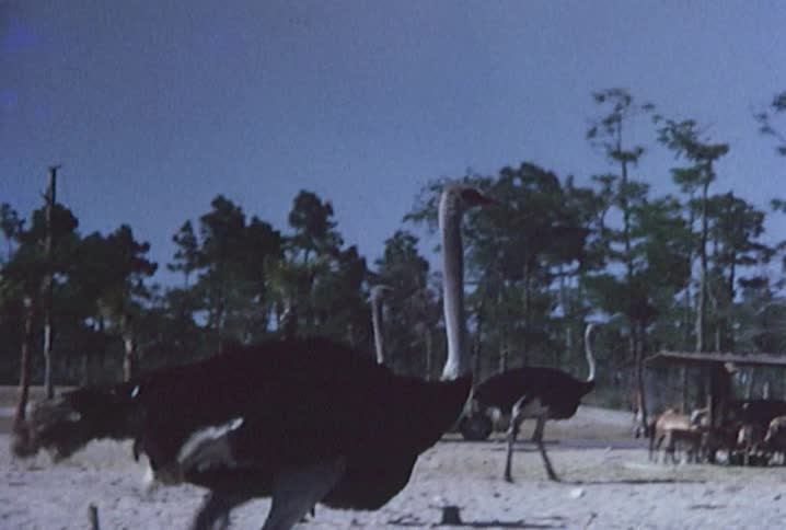 Old footage of a car driving through an area of an animal reserve where deer are eating and several ostrich are walking around