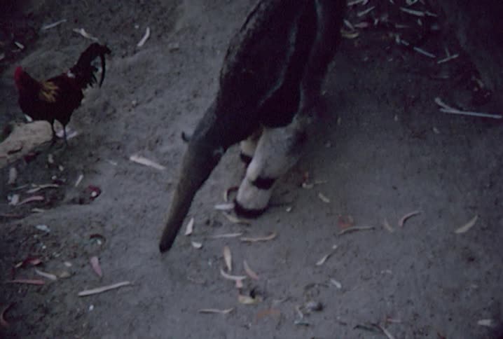 Looking down at a large anteater walking by a rooster
