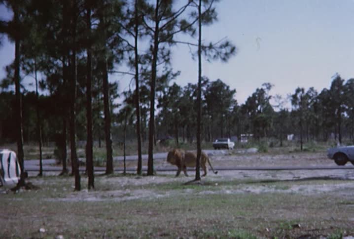 A lion walks through trees