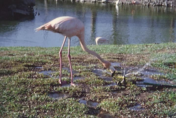 A flamingo drinks from a rotating sprinkler