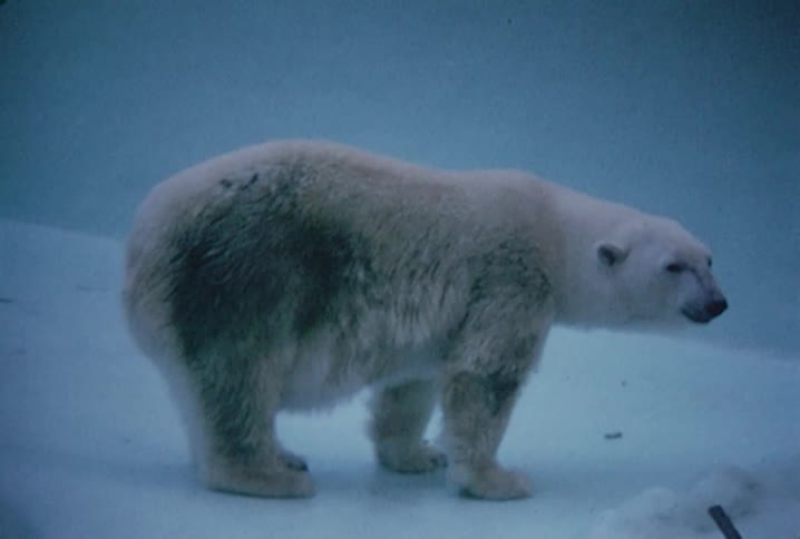 A polar bear stands alone while chewing