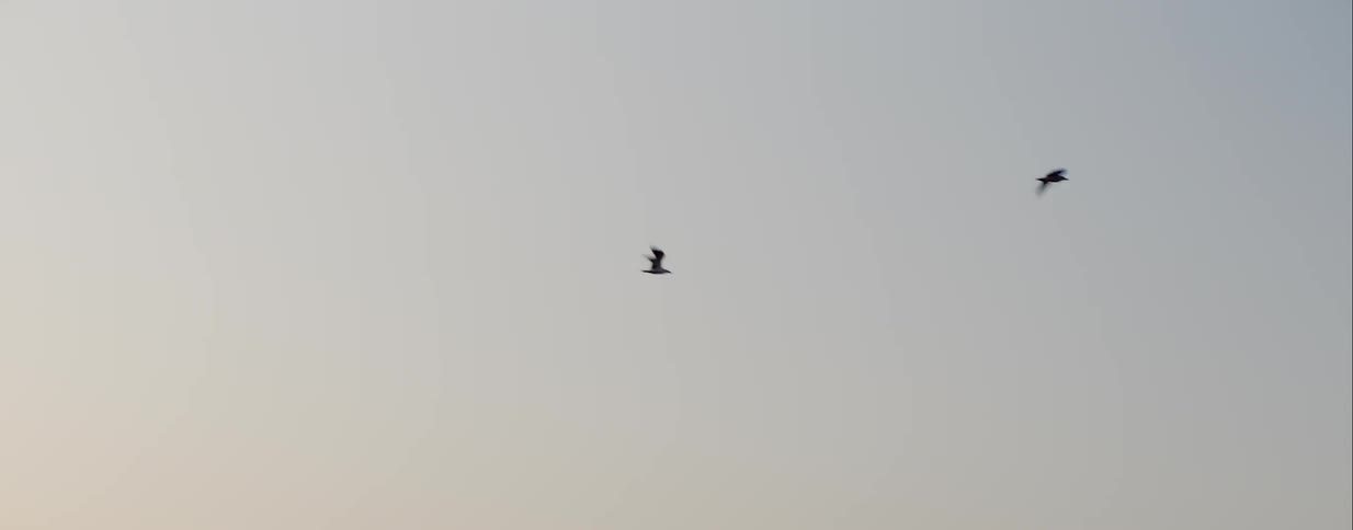 Birds fly across the sky