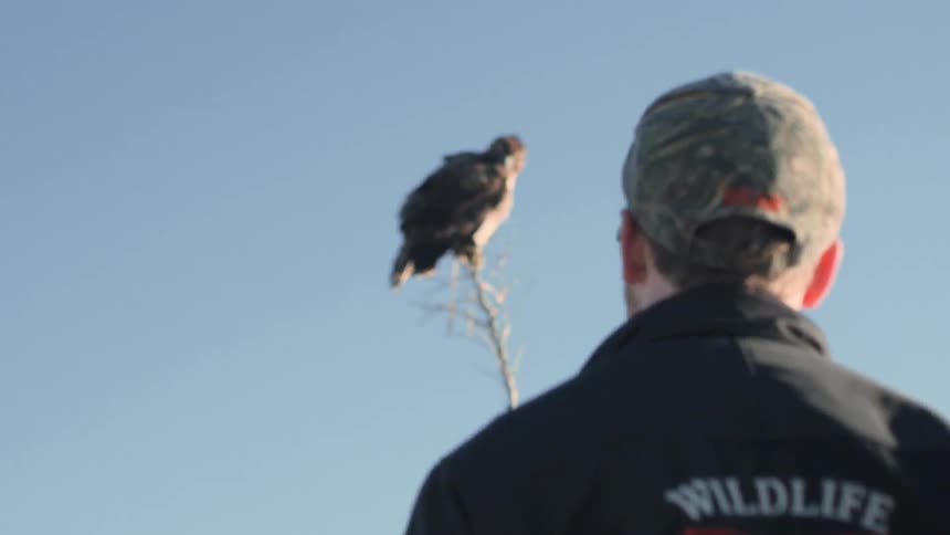 Man wearing jacket with wildlife design observes predatory bird