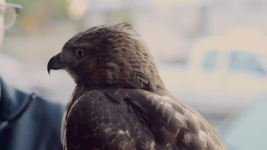 Predatory bird interacts with man