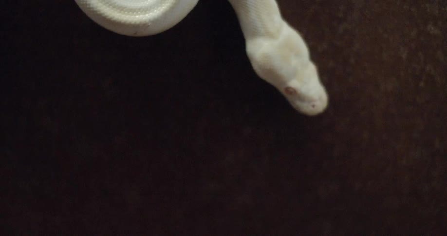 A large white snake is dangling over a wall while looking around