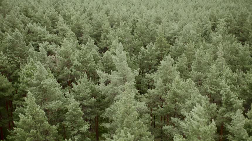 Birds eye view of the tops of trees in a forest
