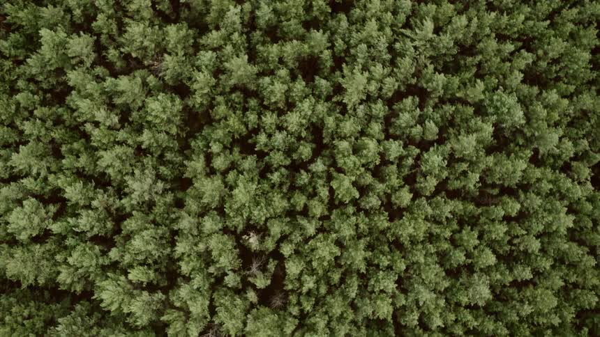 The forest below has many trees