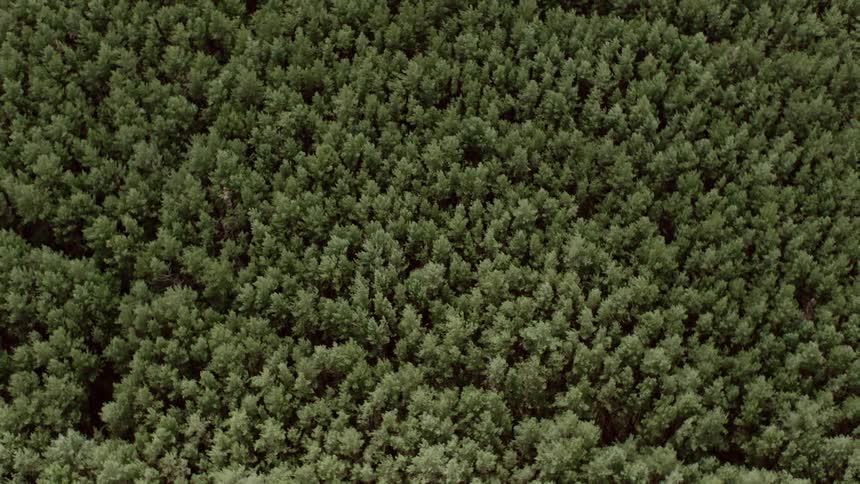 A huge forest covers the ground below