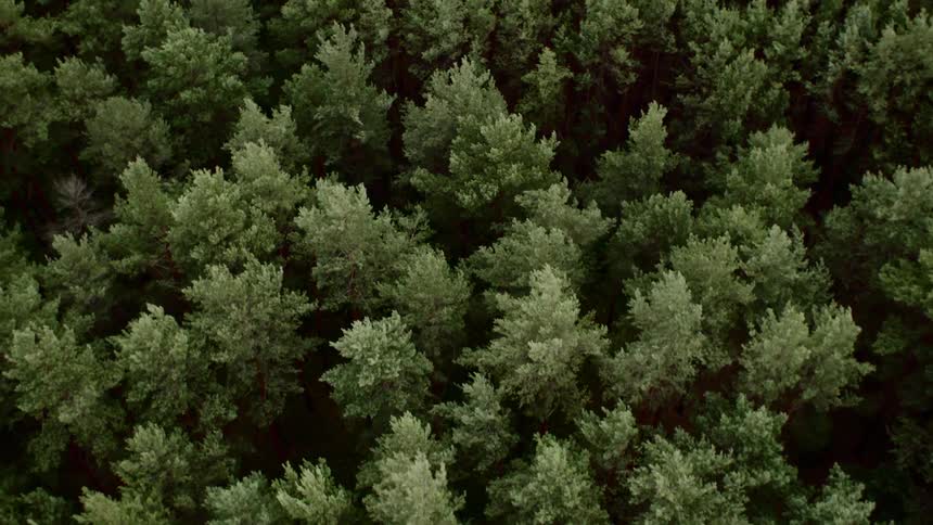 The tall pine trees cover the dark forest
