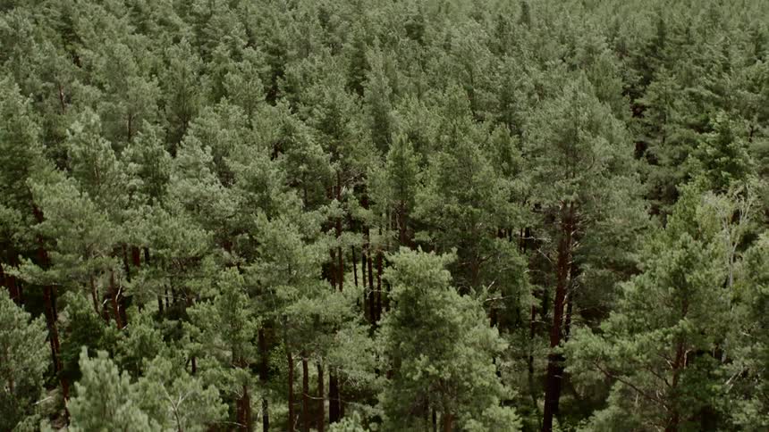 The tall trees are moving in the wind