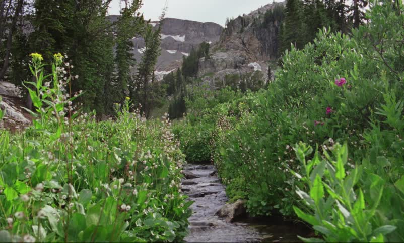 Flowering bushes on the banks of a narrow flowing stream