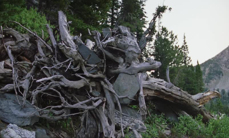 Many branches stuck together