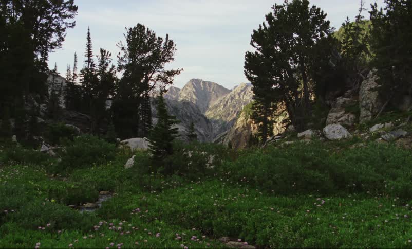 Mountains peak through the trees
