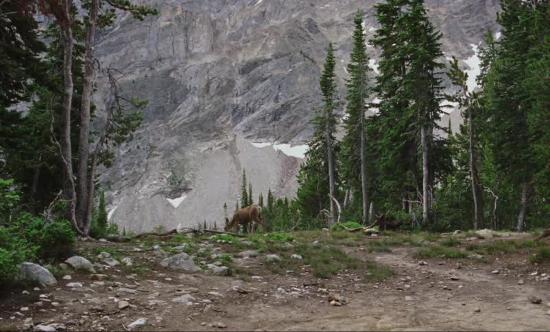 A deer walks across the landscape