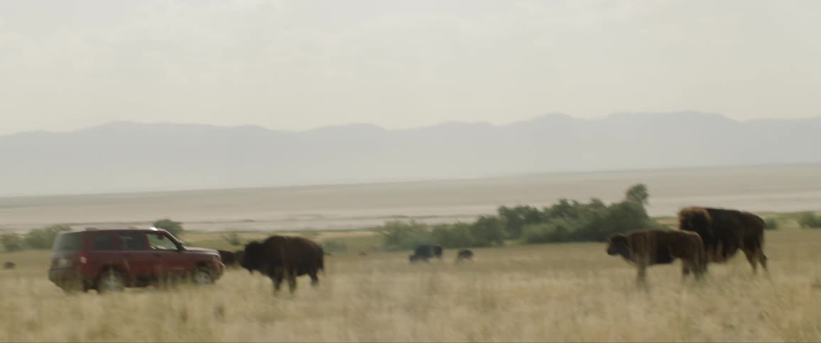 A car drives through a pasture with roaming cattle