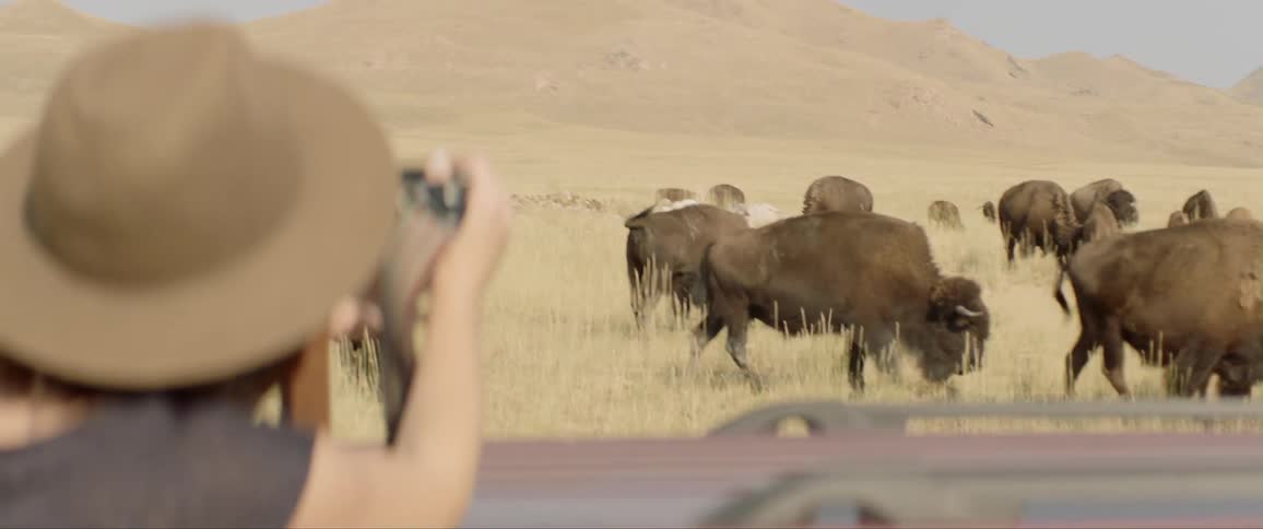 Woman photographing herd of bison on a pasture in the countryside
