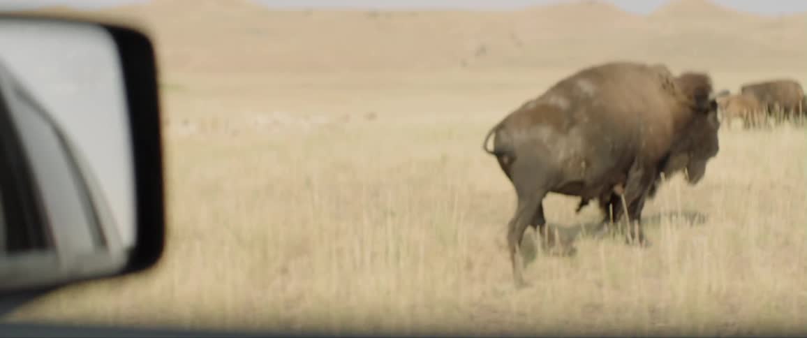The buffalo walk away form the car